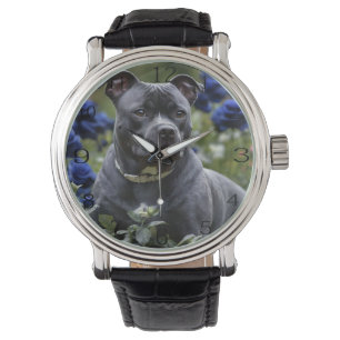 Staffordshire Bull Terrier In Blue Rose Garden,  Watch