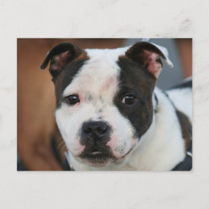 Staffordshire Bull Terrier Postcard
