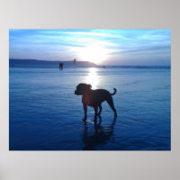Staffordshire Bull Terrier