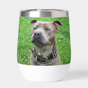 Staffordshire Bull Terrier Sitting At Attention, 