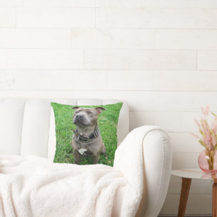 Staffordshire Bull Terrier Sitting At Attention,  Cushion