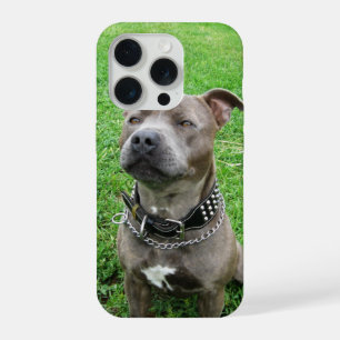 Staffordshire Bull Terrier Sitting At Attention,  iPhone 15 Pro Case