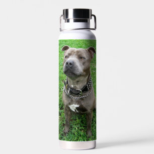 Staffordshire Bull Terrier Sitting At Attention, Water Bottle