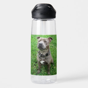 Staffordshire Bull Terrier Sitting At Attention, Water Bottle