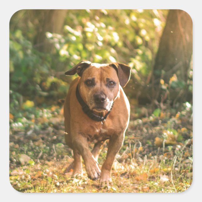 Staffordshire bull terrier square sticker (Front)