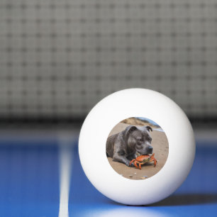 Staffy Is Friends With A Beach Crab, Ping Pong Ball