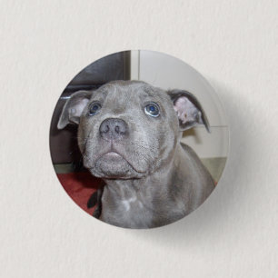 Staffy Puppy Love Eyes, Button Badge.