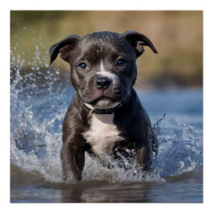 Staffy Puppy Splashing In The Sea, Poster