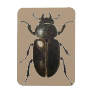 Stag Beetle 2011 Magnet