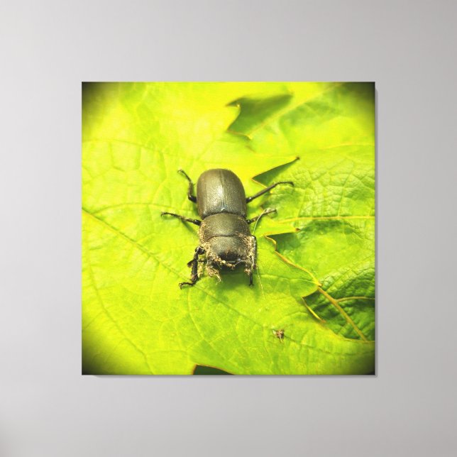 Stag Beetle , Beetles , Bug Canvas Print (Front)