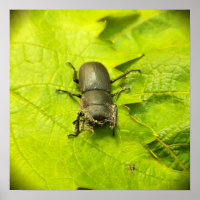 Stag Beetle , Beetles , Bug