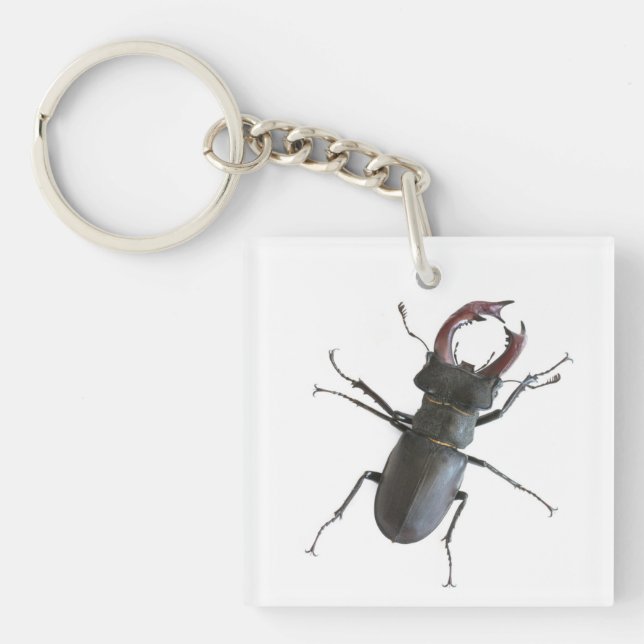 Stag beetle key ring (Front)