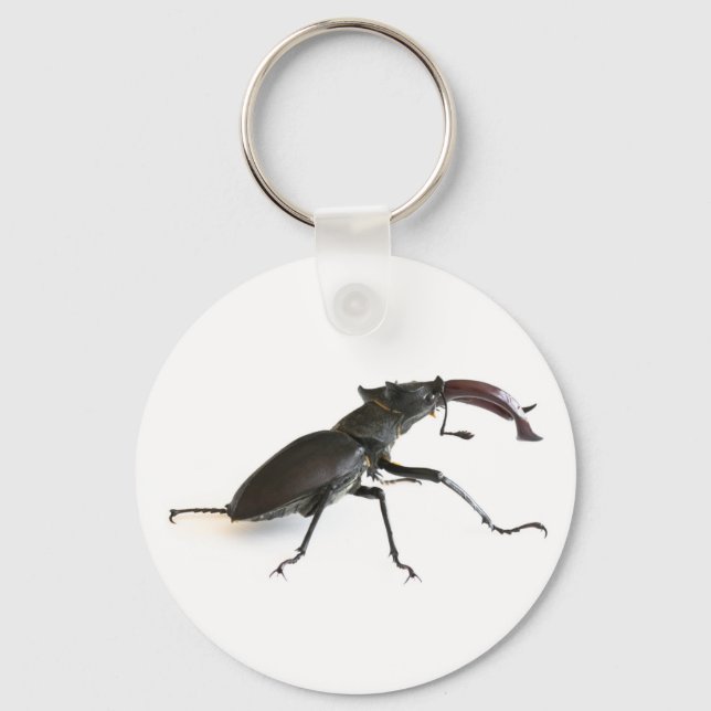 Stag beetle key ring (Front)