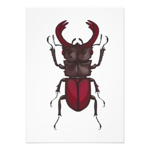 Stag beetle photo print