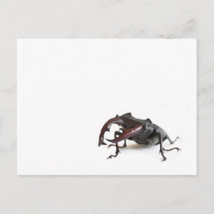 Stag beetle postcard