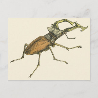 Stag Beetle Postcard