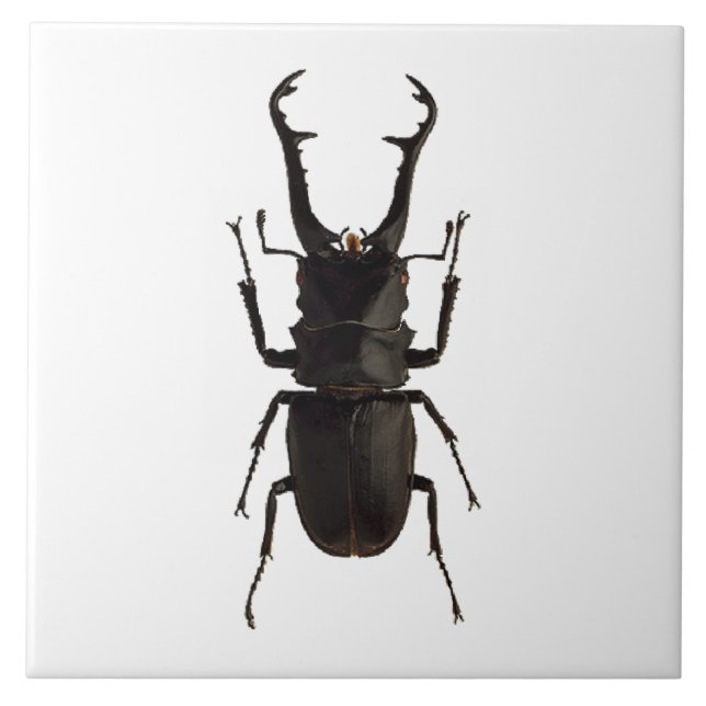 Stag Beetle Tile (Front)