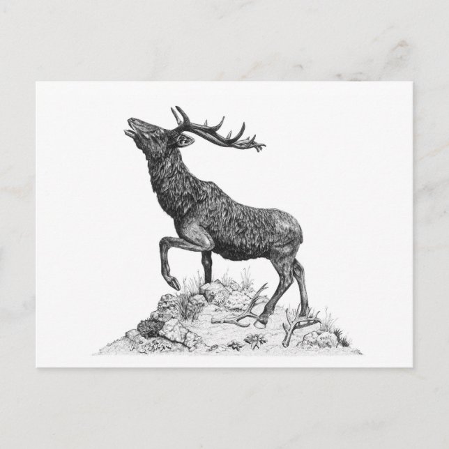 Stag - Blank Postcard (Front)