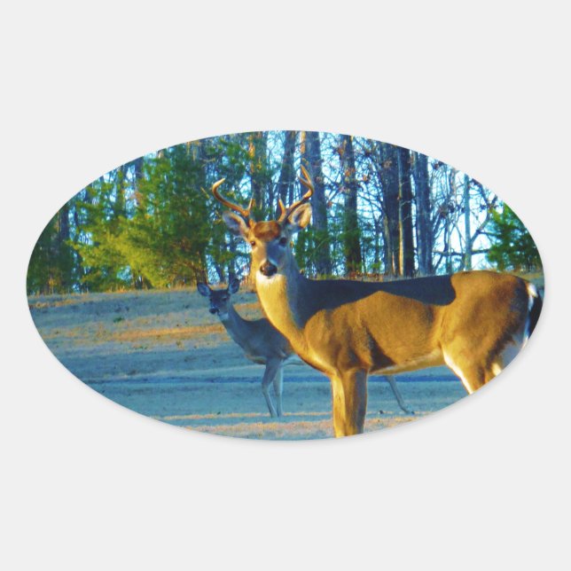 Stag / Buck  Deer, Bright blue Sky Oval Sticker (Front)