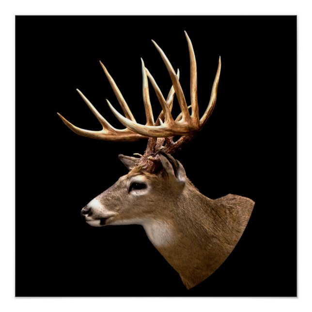 Stag Buck Deer Poster (Front)