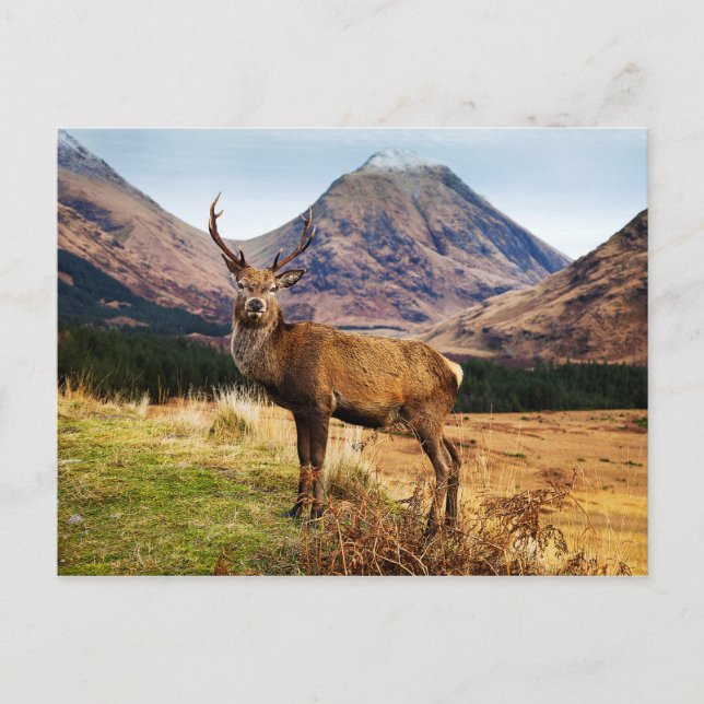 Stag Postcard (Front)