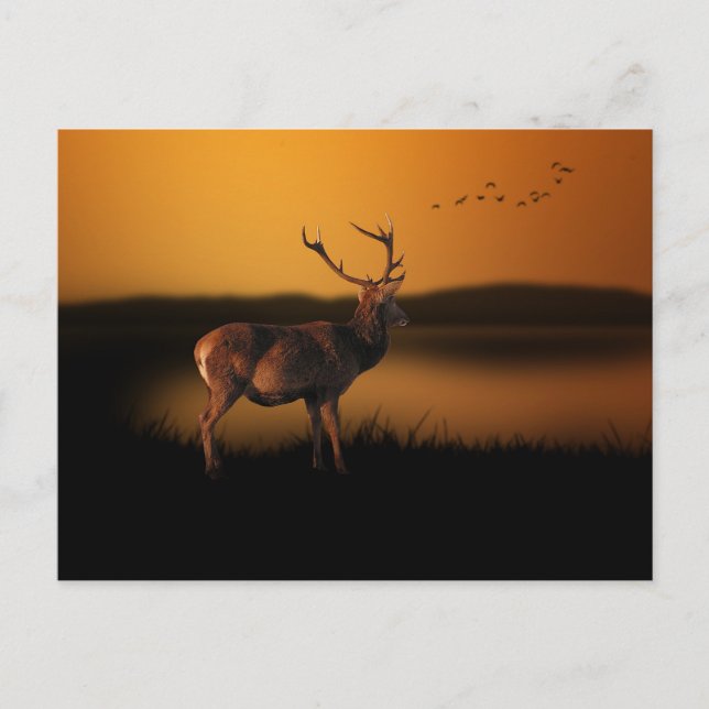 Stag Sunrise Misty Morning Deer Postcard (Front)