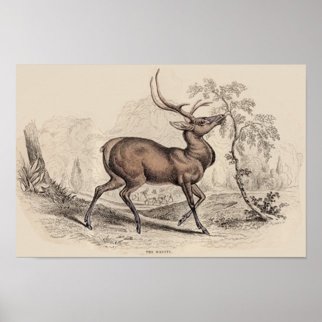 STAG (WAPITI) PRINT (Front)