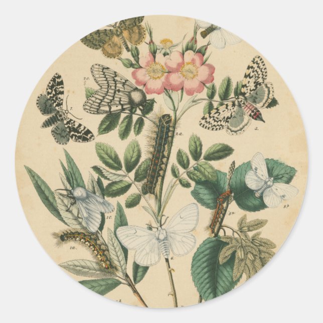 Stages of Butterfly Life by Vision Studio Classic Round Sticker (Front)