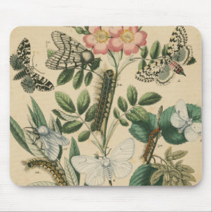Stages of Butterfly Life by Vision Studio Mouse Pad