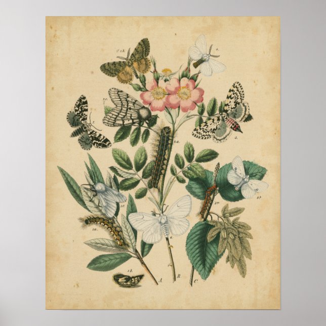 Stages of Butterfly Life by Vision Studio Poster (Front)