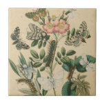 Stages of Butterfly Life by Vision Studio Tile<br><div class="desc">All the stages of butterfly life are depicted in this piece by Vision Studio. Caterpillars,  newly hatched butterflies,  and even a larva pod are shown. If you love nature in general,  or butterflies in particular,  this is the print for you!</div>