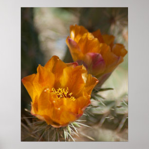 Staghorn Cholla Cactus Blossoms Poster