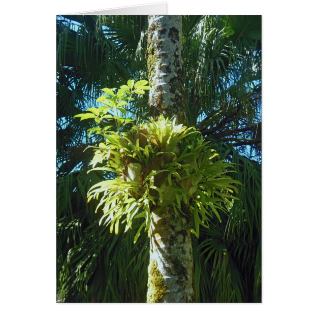 Staghorn Fern (Front)