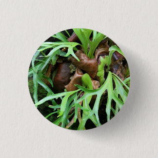 Staghorn Fern Button