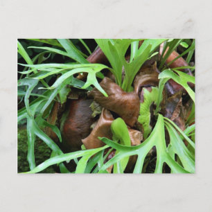 Staghorn Fern Postcard