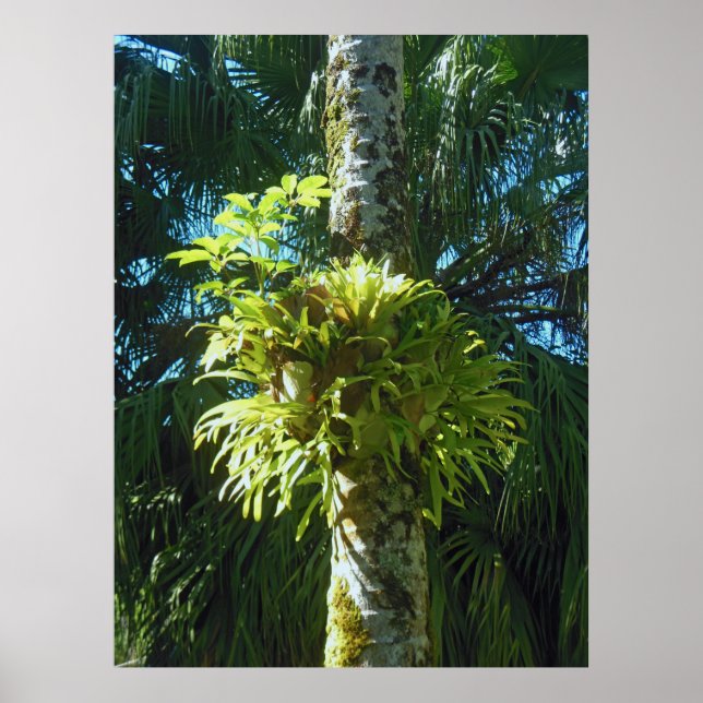 Staghorn Fern Poster (Front)