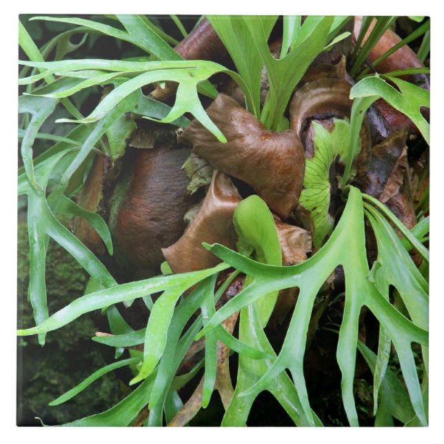 Staghorn Fern Tile (Front)