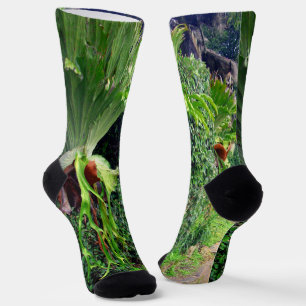 Staghorn Ferns On A Wall, Crew Socks