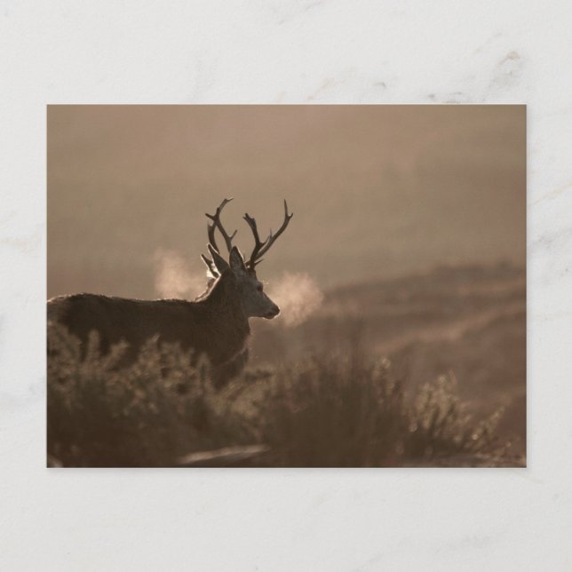 Stags Post Card (Front)