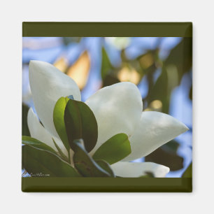 Stained Glass Sky Southern Magnolia Gifts Apparel Magnet