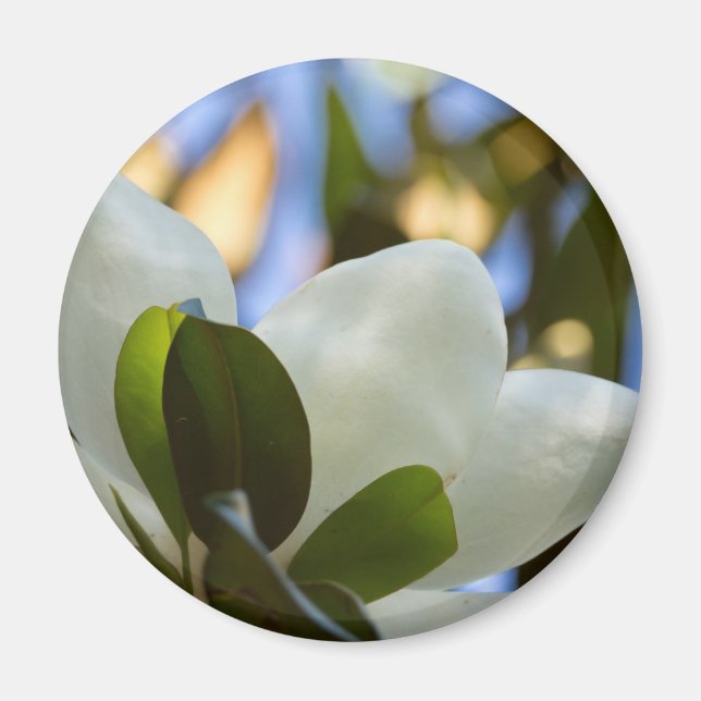 Stained Glass Sky Southern Magnolia Gifts Apparel Magnet (Front)