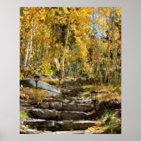 "Stairway to Autumn", Quaking Aspen, Portrait