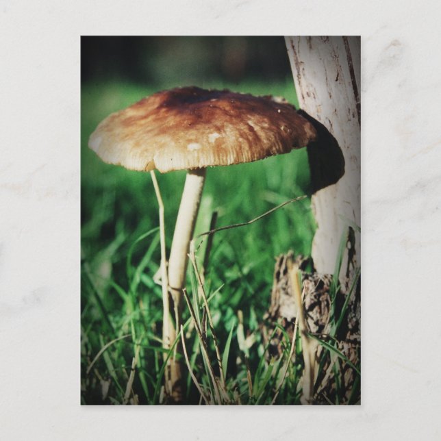 Stalk Postcard (Front)