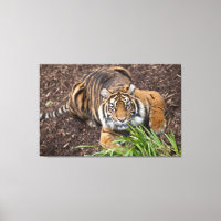Stalking Bengal Tiger Closeup Pose Canvas Art
