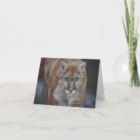 Stalking cougar