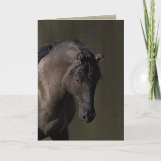 Stallion at the Waterhole Wild Horse Greeting Card (Front)