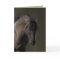 Stallion at the Waterhole Wild Horse Greeting Card