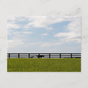 Stallion Farm Postcard