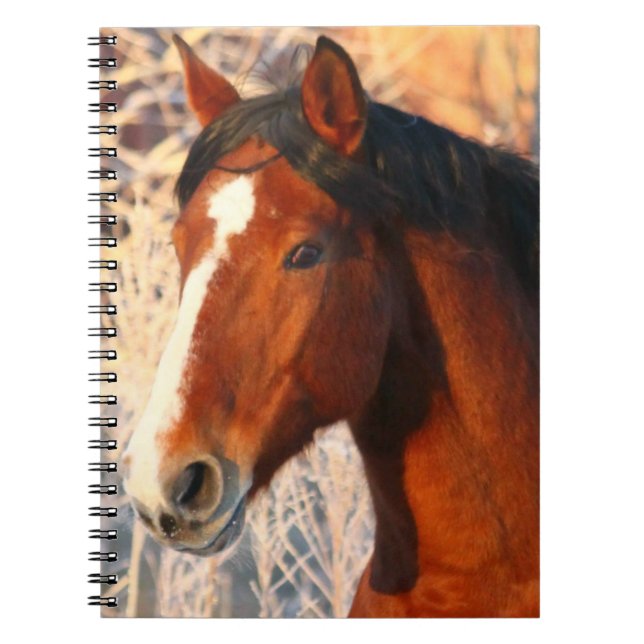 Stallion Horse Spiral Notebook (Front)