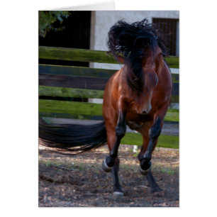Stallion Play